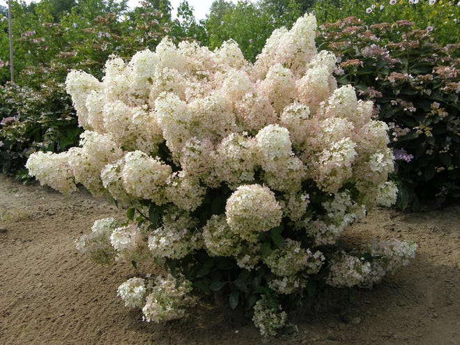 Hydrangea “Bobo” is a new dwarf plant that grows to be about 3 feet tall and 4 feet wide.