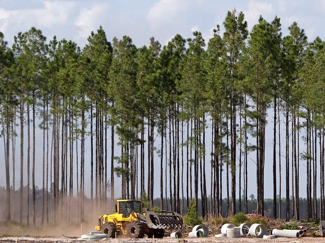 In this April 4, 2012 file photo, a logging loader makes its way by a row of pine trees and underground utility pipes at the site of the new beef processing facility for Adena Springs Ranch in Fort McCoy.