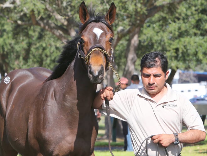 Andres Torres of Gayle Woods Consignment Agent leads Hip #88, a dark bay or brown colt by Giant Gizmo, around the outside show ring during the Winter Mixed Sale at the Ocala Breeders' Sales Company in Ocala on Tuesday.