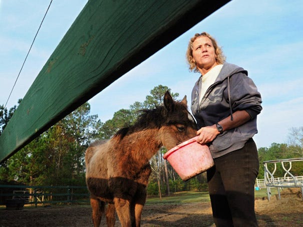 Debbie Bartholomew works with Lily, one of the horses that was seized in Brunswick County in December, at Minglewood Equine Rescue Barn in Bolivia on Tuesday morning.