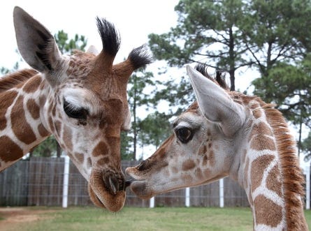 Elliot and the new giraffe nuzzle at ZooWorld in Panama City Beach on Tuesday.