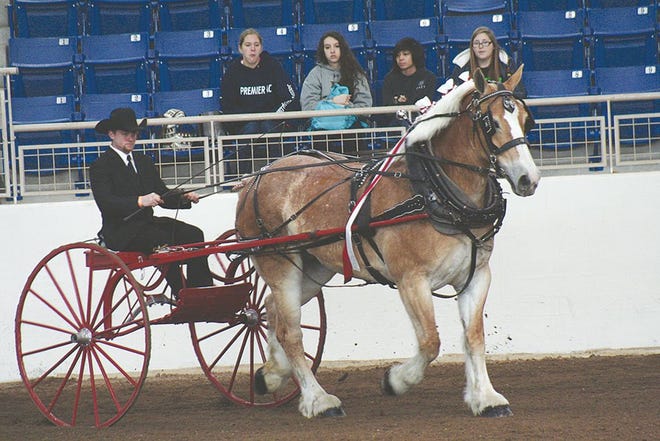 Charles Lindsay took home several blue ribbons for Rocky Ridge Farm of Greencastle during the Draft Horse Pleasure Show held on Thursday, Jan. 10, at the 2013 Pennsylvania Farm Show in Harrisburg.