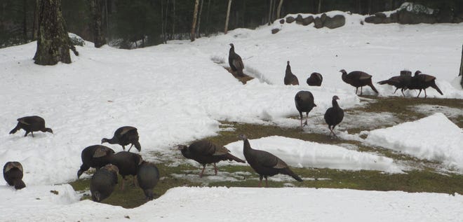 Courtesy photo



These turkeys were recently spotted in the backyard of Wayne and Donna Redfern of Milton.