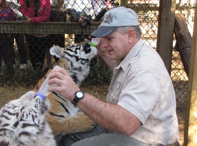 Earl “Mowry” Newman feeds Talulee and Sita, two Bengal tigers at ZooWorld.