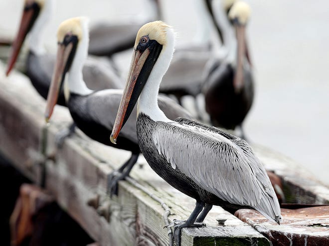 Pelicans perch Tuesday near Falgout Canal Road between Dulac and Theriot.