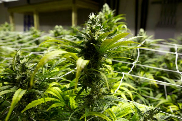 This Jan. 26, 2013 photo taken at a grow house in Denver shows a marijuana plants ready to be harvested. Last fall, voters made Washington and Colorado the first states to pass laws legalizing the recreational use of marijuana and setting up systems of state-licensed growers, processors and retail stores.