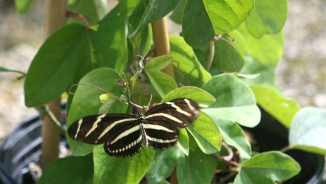 The zebra longwing is Florida’s official state butterfly. You can attract the species by planting passionvines, as long you don’t use the red variety.