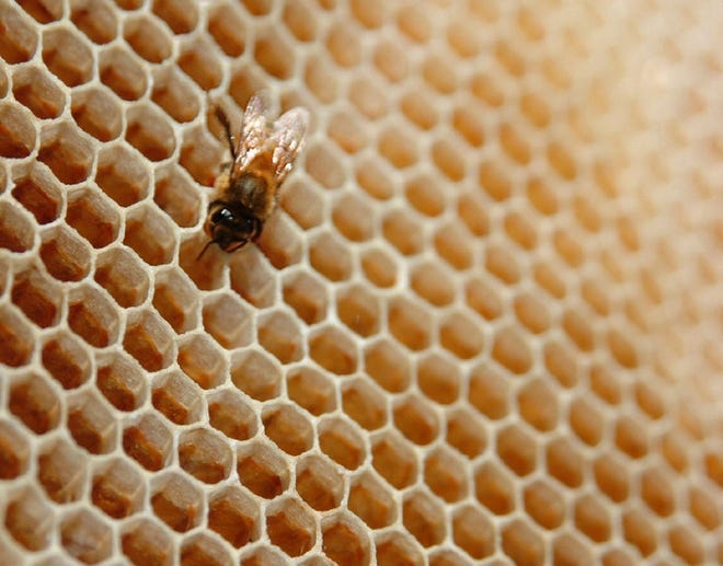 Penn State Extension in Wayne County will host a beekeeping seminar for beginners at 10 a.m. Feb. 2 at 648 Park St., Honesdale.