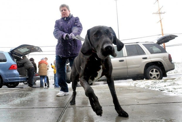 Mabel, a black lab, walks handler Patty Hubert into the new Humane Society building on Brodhead Road in Center Township on Saturday morning.