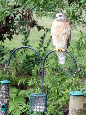 Photos by Jackie Rooney for Shorelines This big bird stopped in for lunch at the Rooney Bin bird feeder. It is believed to be a red-shouldered hawk.