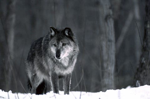 In this file photo released by the Michigan Department of Natural Resources, a wolf stands in the snow near Ishpeming.