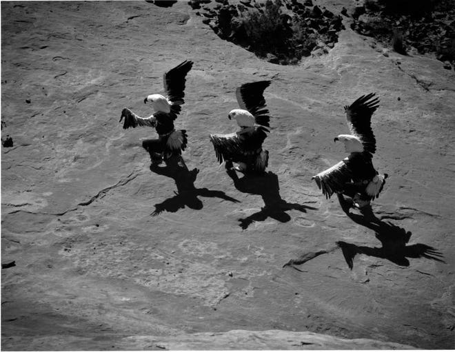 "Laguna Eagle Dancers," a 1962 black-and-white print by Lee Marmon, is among the works in the "Our People, Our Land, Our Images: International Indigenous Photography" exhibition at the Flint Hills Discovery Center in Manhattan. The exhibition, which will run through March 16, presents works of three generations of indigenous photographers from North America, South America, the Middle East and New Zealand.