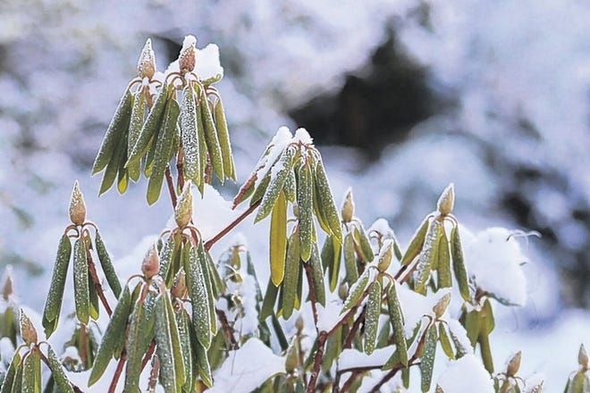 When temperatures hit the teens and below, rhododendron leaves curl up and dangle like string beans.