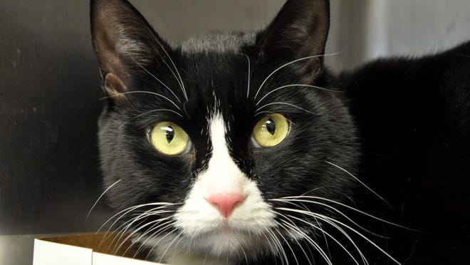 CAT OF THE WEEK: Eddie is a 6-year-old, neutered male, domestic short-hair cat. He s a handsome and lovable guy who s previous family moved into a home that doesn't accept pets. Originally from the great state of New York, this northerner is looking for a quiet, relaxed home where he can enjoy life and bask in the Florida sun. Eddie s adoption fee is FREE this month. Please ask to see ID#1665973.