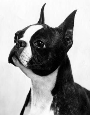 This undated publicity photo provided courtesy of American Kennel Club shows a Boston terrier. In the 1910s, the Boston terrier takes over at No.1 and remains the only "made in the U.S.A." breed to reach the top spot. The dog is known as America's gentleman.