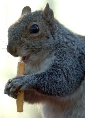 See this cute squirrel eating a french fry? Someone will try to shoot an adorable guy like this to raise money. How stupid is that? 
 (BCT Staff Photo/Pete Picknally).
