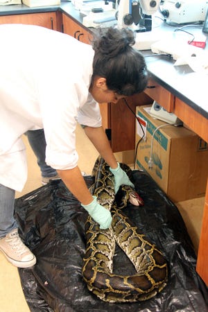 University of Florida researcher Michiko Squires weighs one of the Burmese pythons caught during the Python Challenge. It totaled 14.5 kg (almost 32 lbs).