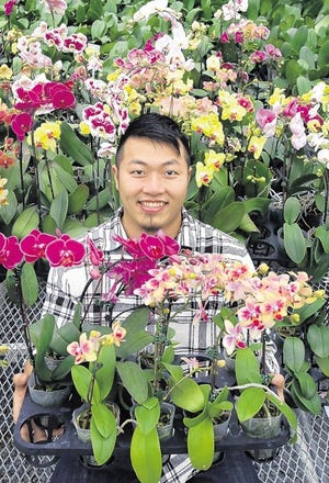 Sammy Lai runs Taida Orchids in Pine Bush. The one-acre site grows 150,000 orchids annually and the company plans to double production.