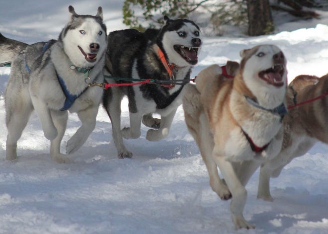 These three huskies and a team of three more dogs were excited to embark on a 13.5 mile race Sunday morning at the Siskiyou Sled Dog Races at the Deer Mountain Snowmobile Park.