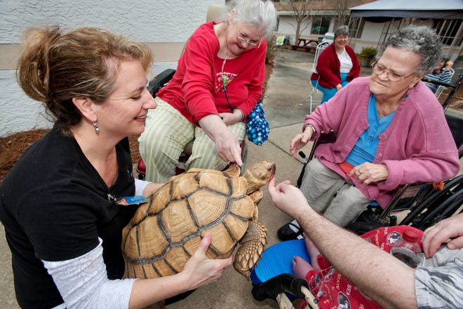 Occupational Therapist Brandy Meredith holds up Shelley the tortoise for Mary Hall, center, and Dolores Messer on Wednesday at Chautauqua Rehabilitation and Nursing Center in DeFuniak Springs. Nonie Celeste of Nonie’s Ark Animal Encounters found the 15-year-old African spur thigh tortoise along State Road 20 about five years ago and donated it the center.