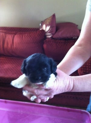 Who can resist a pup that fits in your hands?