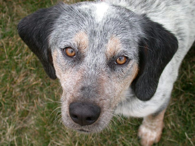 Blue, a beagle/blue tick coonhound mix with a true hound nose
