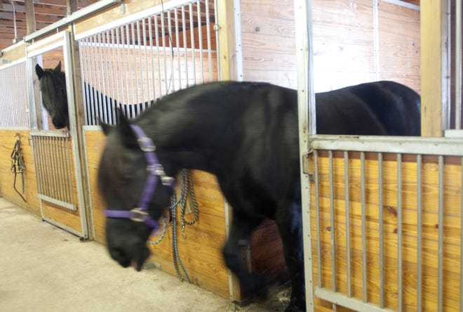 Mariska, right, a Friesian horse that belongs to Sandy Bonem of Larkin Township, Mich. in Midland County, exits her stall after opening the door on Feb. 13, 2013. Mariska learned to open latches at Misty Meadow Farms and she's been nicknamed "Houdini Horse" by the Midland-area's farm owners Sandy and Don Bonem. A YouTube video Sandy Bonem posted has more than 700,000 views. (AP Photo/The Saginaw News, Jeff Schrier) ALL LOCAL TV OUT; LOCAL TV INTERNET OUT