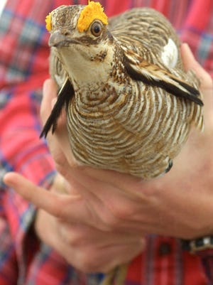 Texas' two U.S. senators have asked the federal government to delay a decision on whether to enact protections for the lesser prairie-chicken.