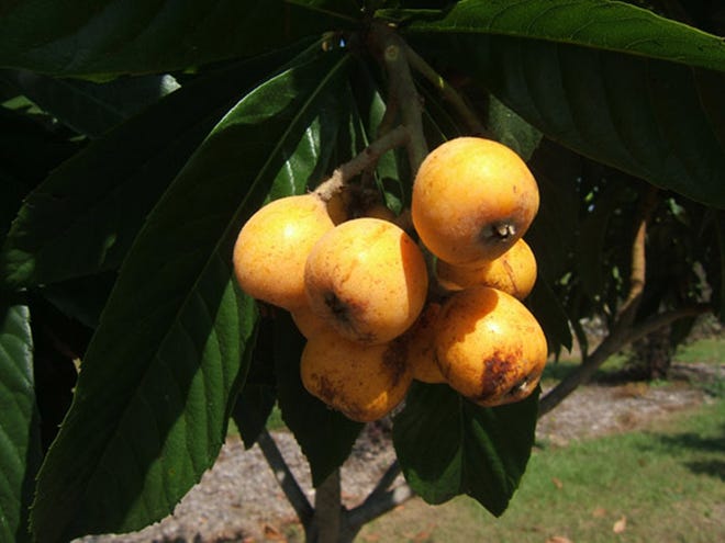Loquat fruit and flowers are killed when the temperature drops below 27 degrees. (Courtesy of Wendy Wilber)