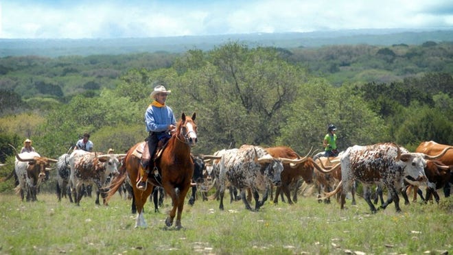 Guests can participate in a longhorn cattle roundup at the famous YO Ranch in Mountain Home.