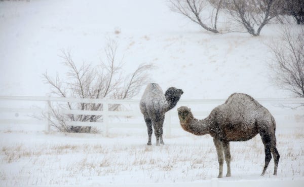 Two camels brave a blizzard north of Palmer Lake, Colo. Yesterday's storm was expected to continue through the night, with some areas of the state receiving 20-plus inches of snow. There was no word on why camels were in Colorado.