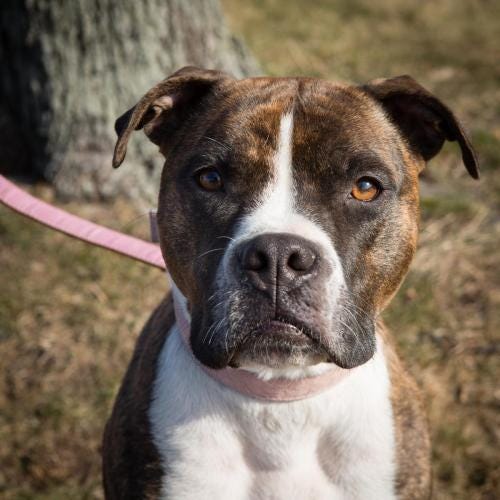 Lacey, a 2-year-old boxer mix, is available at Quincy Animal Shelter. Call 617-376-1349.