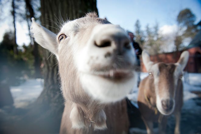 Jacob, a 10 month old Toggenburg goat, inspects the camera on Tuesday, February 26, 2013. Jacob and two other goats make up a small herd owned by the Society of Holy Transfiguration, a Greek Orthodox Monastery in Brookline.