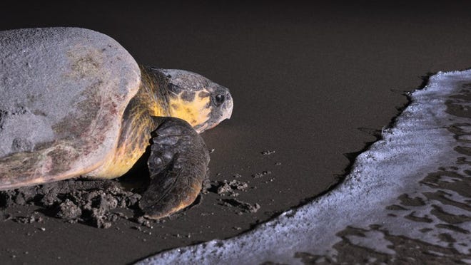 A loggerhead sea turtle heads back to the ocean after laying eggs on a Palm Beach County beach.