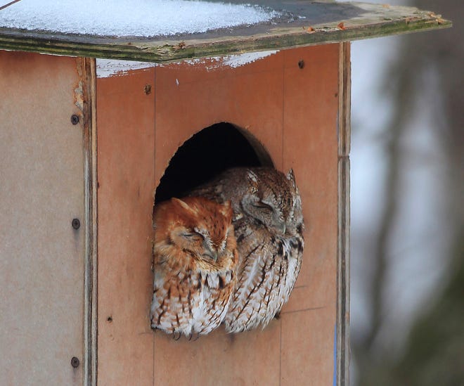 A pair of Eastern screech owls roost in an owl box located in the David and Mary Hedrick's backyard. Chris Young/The State Journal-Register.