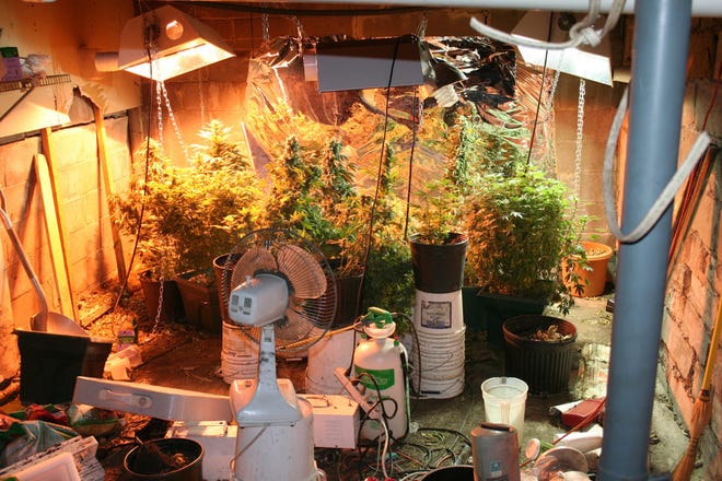 A pot growing operation was discovered during a DIRT operation in Sangamon County. Photo supplied by Sangamon County Sheriff's Department