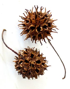 Sweet gum trees, often called “gumball” trees, are a nuisance because each one annually drops hundreds of round, prickly seed capsules that can be easy to slip on when walking and are difficult to clean up.