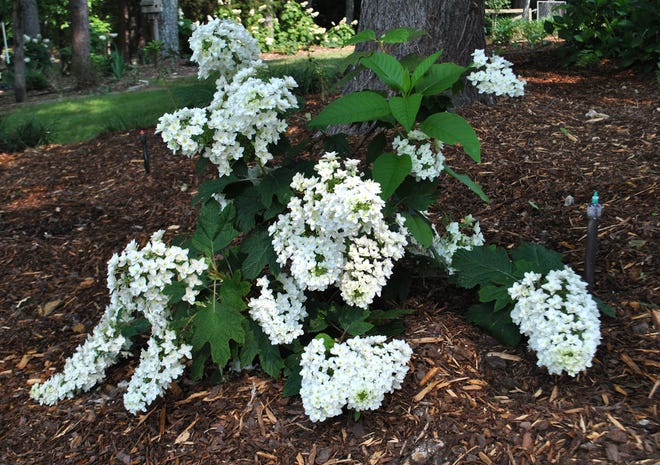 CAROL LINK | SPECIAL TO THE TIMES
This lovely snowflake hydrangea grows along our driveway in a large bed near
the top of the hill, and receives dappled shade for part of the day. Notice the
elongated shape of the cones.