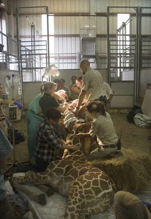 Dr. Tom McNicholas, a veterinary surgeon with Affiliated Veterinary Specialists of Jacksonville, who has worked with the Jacksonville Zoo in the past, performs the Feb. 12 operation on Babe's jaw. Dr. Scott Citino, with the White Oak Conservation Center, assists with the anesthesia, and Dr. Natalie Hall, a Clinical Instructor with the University of Florida, also assists the Zoo's Animal Health Center staff - Dr. Nick Kapustin, Senior Veterinarian, and Dr. Adrienne Atkins, Staff Veterinarian.