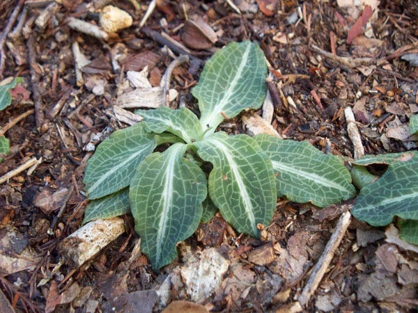 Rattlesnake plantain is a member of the orchid family, and is widely distributed across the eastern U.S. White flowers are borne on tall stalks above the foliage in mid-summer.