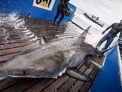 Lydia, a 14-foot-6 great white shark is captured in just south of the St. Johns River, about a half-mile offshore Jacksonville, by the crew from OCEARCH on Sunday, March 3, 2013.
