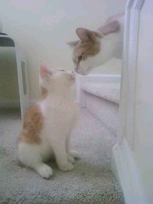 This is my real cat Emma (right) dealing with our former foster cat Bobby. How cute are these guys?