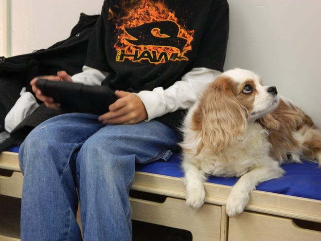Lucy, a 5-year-old Cavalier King Charles Spaniel looks up at her owner while a student reads on a Kindle next to her. Lucy is a certified therapy dog and spent time with students during Eagle Crest Charter Academy's Woof Family Reading Night Thursday, March 7.