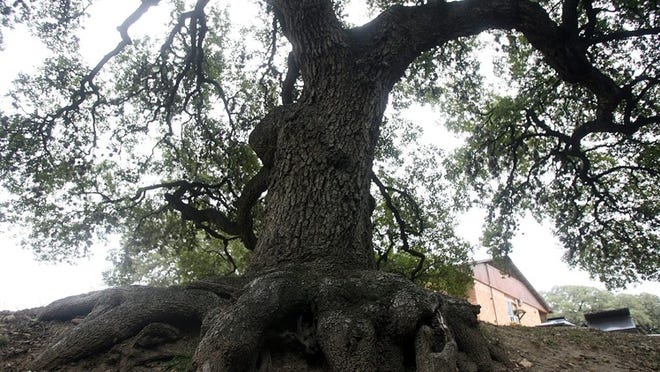 This old tree on Live Oak Street appears to be digging its claws into the soil. Efforts by Austin to prevent the cutting down of large trees may be thwarted by legislative action.
