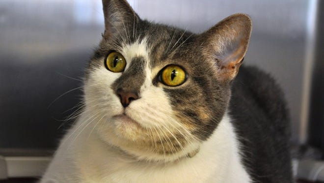 CAT OF THE WEEK: Ittle is a 7-year-old, spayed female, domestic short-hair cat. She is as sweet as can be and very outgoing! This inquisitive and charming gal is sure to win your heart. Her adoption fee is only $17 this month in honor of St. Patrick s Day! Please stop by and ask for ID#1670675.