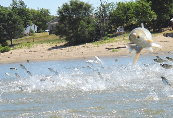 In this file photo, Asian carp, jolted by an electric current from a research boat, jump from the Illinois River near Havana, Ill. Asian carp are reproducing in more places and under more varied conditions than experts had believed they could, yet another reason to worry about the greedy invader's potential to infest waterways and crowd out native species, scientists said Tuesday.