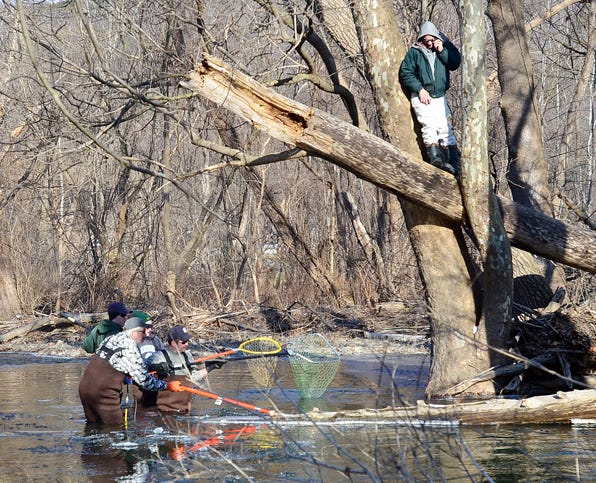 Dan Ostrowski has a birds eye view as he watches members of the New York State Department of Conservation (NYSDEC) sample for rainbow trout in Naples Creek on Thursday.