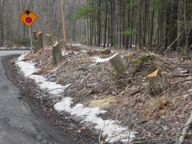 Trees along Ketchum Road in the town of Canandaigua were removed recently, to the dismay of residents. Jim Fletcher, the town's highway and water superintendent, said no more trees will be cut down in that area.