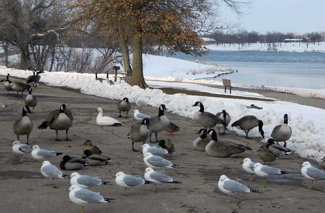 Geese and other birds gather Sunday evening next to Lake Shawnee, where nearly 8.5 inches of snow fell, according to the Naitonal Weather Service in Topeka.
