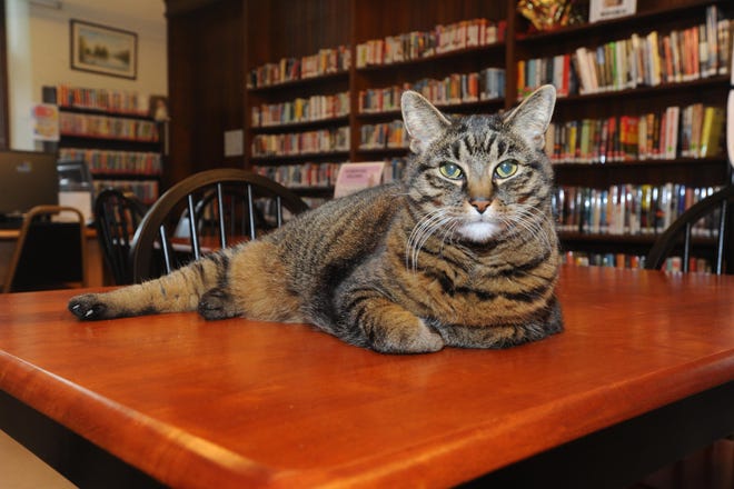 Penny relaxes on a table at the Swansea Public Library.